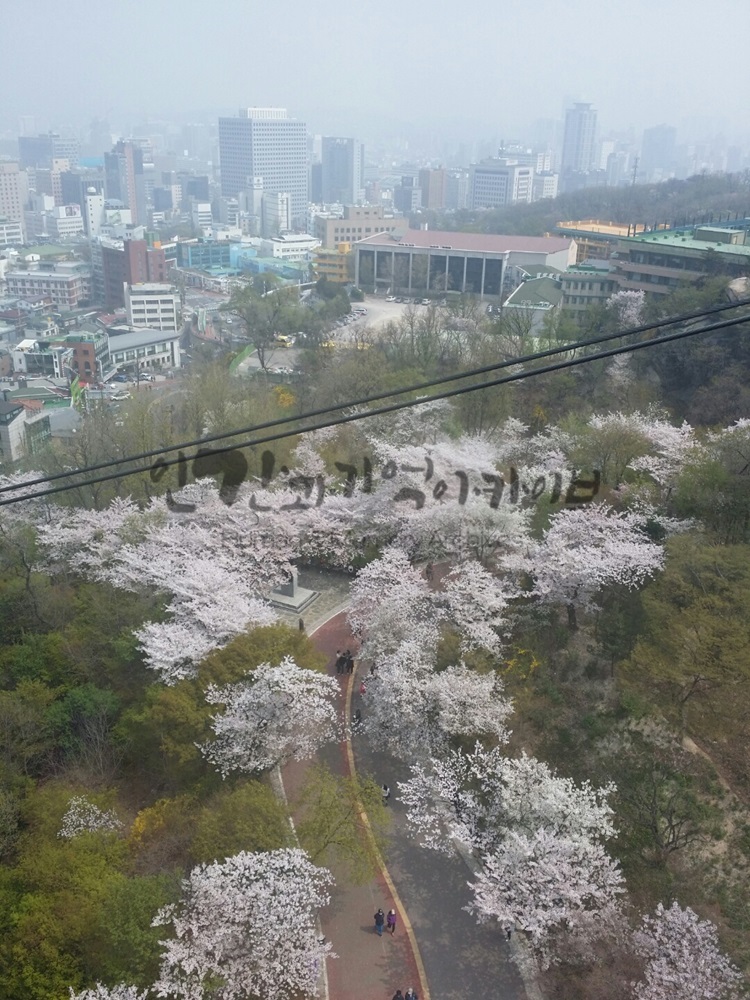 20160410_남산케이클카에서 내려다본 벚꽃길2.jpg