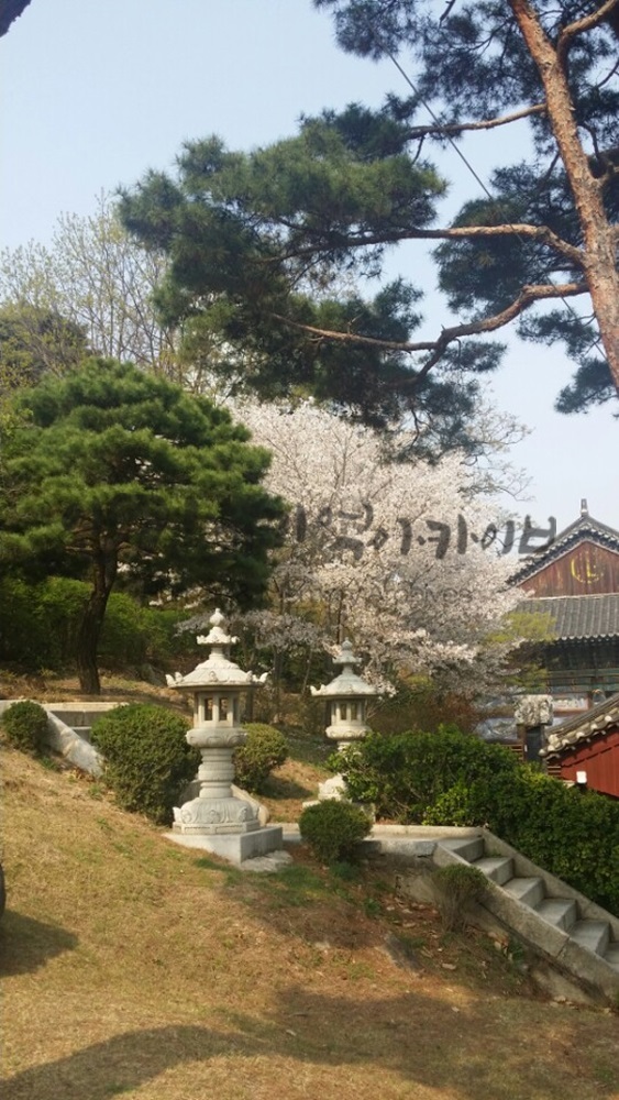 20160407_봉은사2.jpg