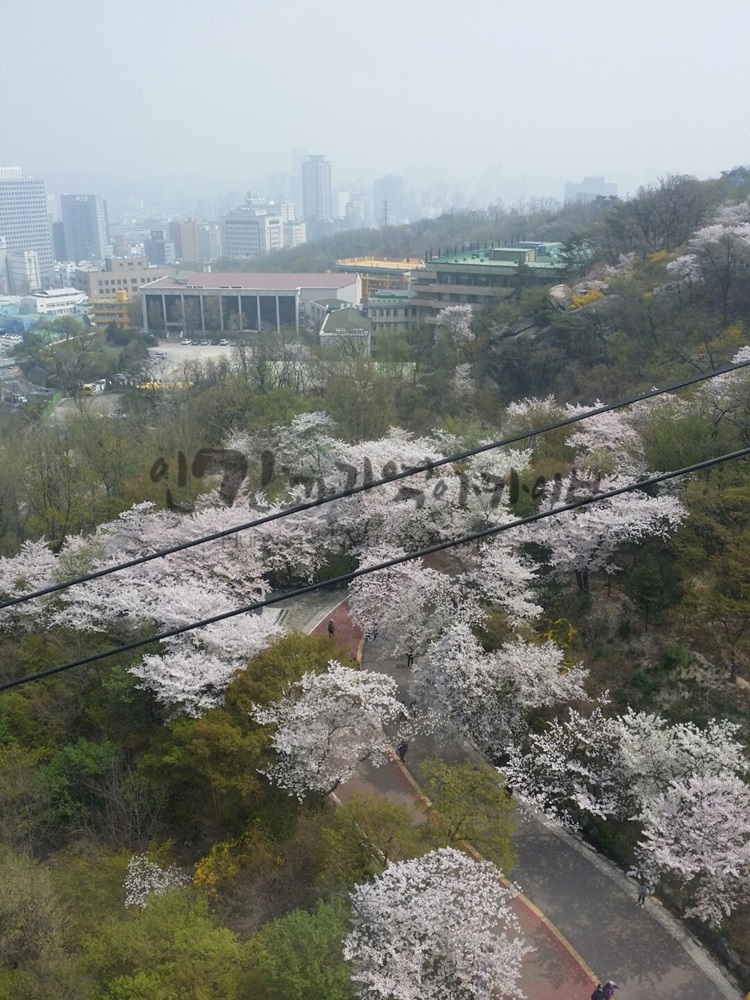 20160410_남산케이클카에서 내려다본 벚꽃길1.jpg