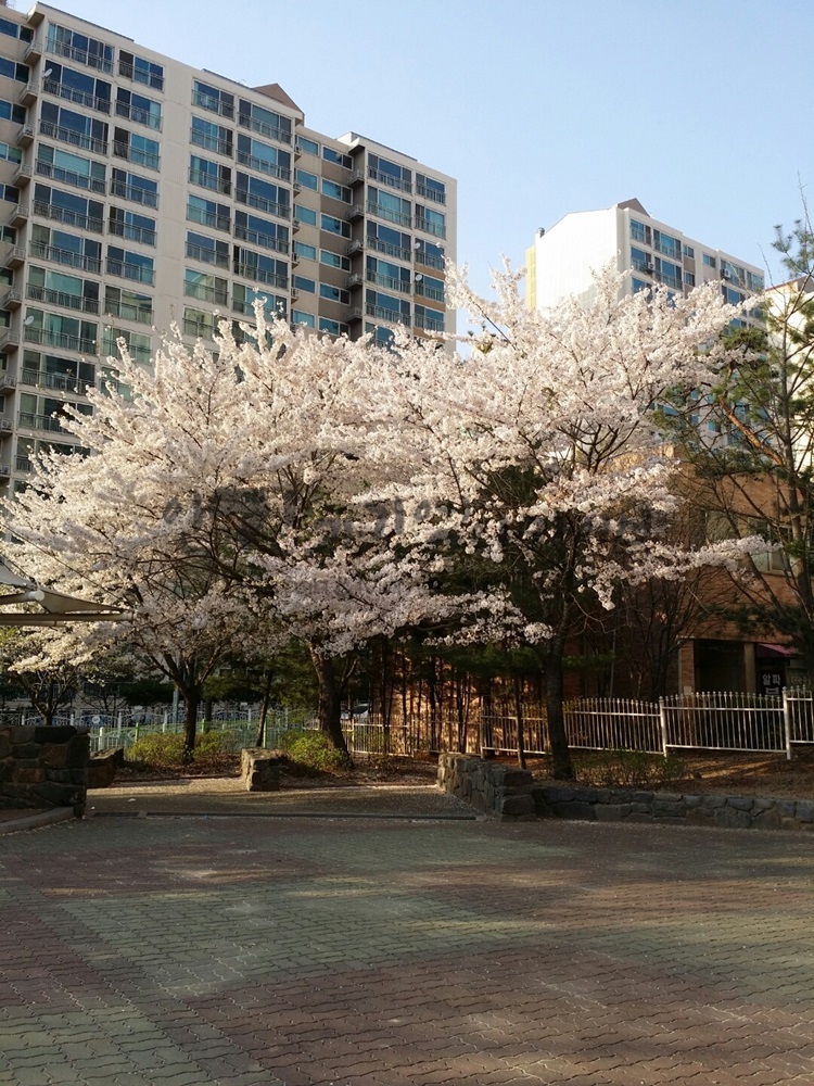 20160411_남양주_평내동 학교옆 놀이터 벚꽃2.jpg