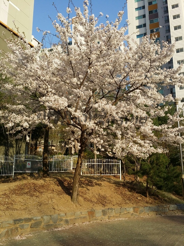 20160411_남양주_평내동 학교옆 놀이터 벚꽃1.jpg