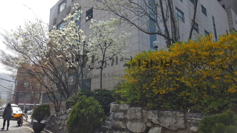 20160410_서초동_집앞꽃.jpg