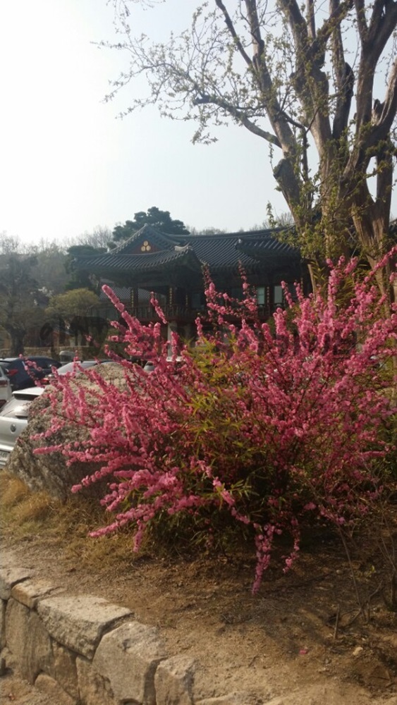 20160407_봉은사1.jpg