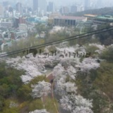 20160410_남산케이클카에서 내려다본 벚꽃길2.jpg