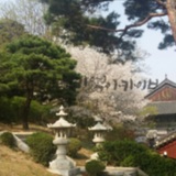 20160407_봉은사2.jpg