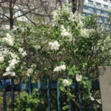 명지대 부근 라일락꽃